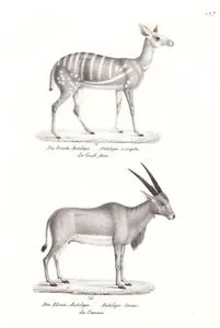 Çalı Antilopu (Tragelaphus Scriptus), Boğa Antilopu (Tragelaphus Oryx)