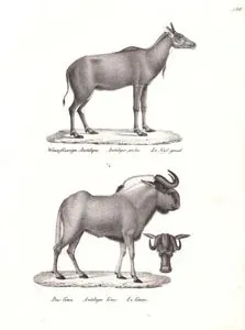 Nilgai (Boselaphus Tragocamelus), Ak Kuyruklu Gnu (Ak Kuyruklu Afrika Antilobu, Siyah Antilop, Connochaetes Gnou)