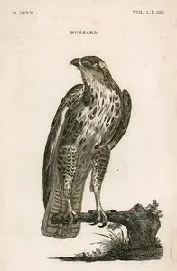 Şahin