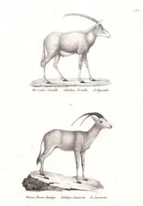 Dağ Ceylanı (Gazella Gazella), Arabistan Oriksi (Arap Oriksi, Oryx Leucoryx)
