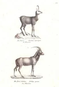 Çengel Boynuzlu Dağ Keçisi (Kırkeçi, Yaban Keçisi, Rupicapra Rupicapra), Roan Antilobu (Büyük Afrika Antilobu, Demirkır Antilobu, Hippotragus Equinus)