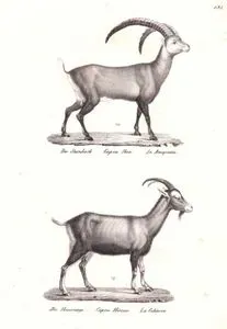 Alp Dağ Keçisi (Capra ibex), Evcil Keçi (Capra Hircus)