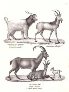 Kaşmir Keçisi (Capra Hircus Lanigera), Walia Dağ Keçisi (Capra Walie), Yaban Keçisi (Erkek ve Dişi) (Yabani Keçi, Capra Aegagrus)