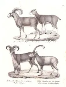 Yabani Koyun (Ovis Gmelinii), Berberi Koyunu (Aoudad, Ammotragus Lervia), Yukarı Mısır'ın Yaban Keçisi