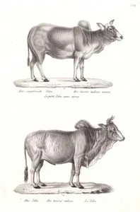 Sığır (Zebu, Bos Taurus), Nelore Sığırı (Bos Taurus Indicus)