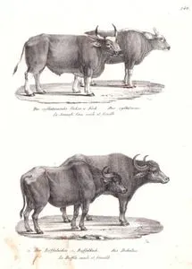 Gaur (Yaban Öküzü, Bos Gaurus), Asya Mandası (Bubalus Bubalis)