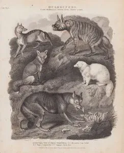 Dört Ayaklılar, Memeliler Sınıfı, Ferae Takımı, Canis (Köpekgiller) Cinsi- 1.Kurt (Canis Lupus) 2.Çizgili Sırtlan (Andık, Hyaena Hyaena) 3.Kara Sırtlı Çakal (Lupulella Mesomelas) 4.Kızıl Tilki (Vulpes Vulpes) 5.Kutup Tilkisi (Beyaz Tilki, Kar Tilkisi, Vulpes Lagopus)
