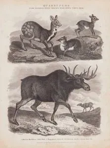 Dört Ayaklılar, Memeliler Sınıfı, Moschus (Misk) Cinsi, Cervus (Geyik) Cinsi- 1.Sibirya Misk Geyiği (Moschus Moschiferus) 2.Gine Miski 3.Cüce Geyik (Java Fare Geyik, Tragulus Javanicus) 4.Kanada Geyiği (Sığın Geyiği, Alces Alces)