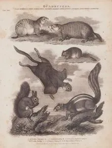 Dört Ayaklılar, Memeliler Sınıfı, Glires Takımı, Arctomys Cinsi (Marmot), Sciurus Cinsi (Sinap), Myoxus Cinsi (Fındık Faresi)- 1.Benekli Yer Sincabı (Benekli Gelengi, Spermophilus Suslicus) 2.Dağ Sıçanı (Marmota Monax) 3.Uçan Sincap (Glaucomys Volans) 4.Berberi Yer Sincabı (Atlantoxerus Getulus) 5.Sincap 6.Fındık Faresi (Muscardinus Avellanarius)