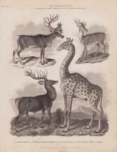 Dört Ayaklılar, Memeliler Sınıfı, Cervus (Geyik) Sınıfı, Camelopardalis (Zürafagiller)- 1.Ren Geyiği (Rangifer Tarandus) 2.Kızıl Geyik (Cervus Elaphus) 3.Benekli Geyik (Axis Axis) 4.Zürafa (Giraffa giraffa)