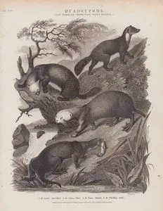 Dört Ayaklılar, Memeliler Sınıfı, Ferae Takımı, Mustela (Gelincik) Cinsi- 1.Deniz Samuru (Enhydra Lutris) 2. Avrupa Vizonu (Mustela Lutreola) 3.Kaya Sansarı (Martes Foina) 4.Samur (Martes Zibellina)