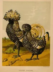 Polonya Tavuğu