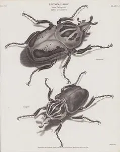 Entomoloji, Coleoptera (Kın Kanatlılar) Takımı, Goliathus Cinsi (Plate I)- Goliathus Böceği (Golyat Böceği, Goliathus Cacicus), Goliathus Magnus
