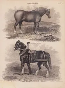 Tarım, (Plate XII)- Suffolk Atı, Siyah Araba Atı