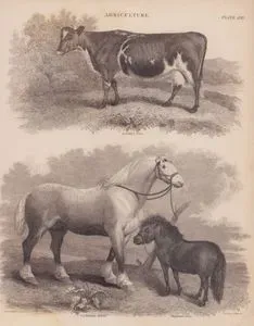 Tarım, (Plate XIII)- Ayrshire Sığırı, Clydesdale Atı, Highland (Dağ) Midillisi