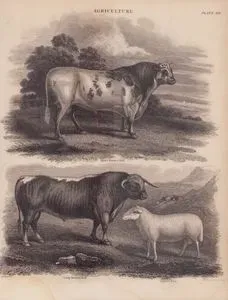 Tarım, (Plate XII)- Kısa Boynuzlu (Shorthorn) Boğa, Boynuzlu Boğa, Cheviot Koyunu