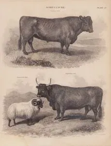 Tarım, (Plate XII)- Galloway Sığırı, Siyah Yüzlü Koç, Argyleshire Boğası