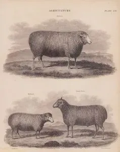 Tarım, (Plate XII)- Dishley Leicester Koyunu, Ryeland Koyunu, South Down Koyunu