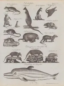 Didelphis-Mollusca Opossum (Erkek ve Dişi), Kanguru, Kanguru Faresi, Benekli Opossum, Uçan Opossum, Surinam Opossum, Meksika Opossum, Virginya Opossum, Cayenne Opossum- Dasypus or Armadillo- Dokuz Bantlı Armadillo, Beş Bantlı Armadillo, Altı Bantlı Armadillo-Dephinus, Yunus (Plate CLV)