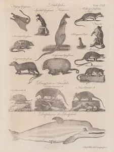 Didelphis-Mollusca Opossum (Erkek ve Dişi), Kanguru, Kanguru Faresi, Benekli Opossum, Uçan Opossum, Surinam Opossum, Meksika Opossum, Virginya Opossum, Cayenne Opossum- Dasypus or Armadillo- Dokuz Bantlı Armadillo, Beş Bantlı Armadillo, Altı Bantlı Armadillo-Dephinus, Yunus (Plate CLV)