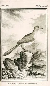 Büyük Kua Kusu (Coua Gigas) (VII.Cilt, I.Plate, Sayfa 16)