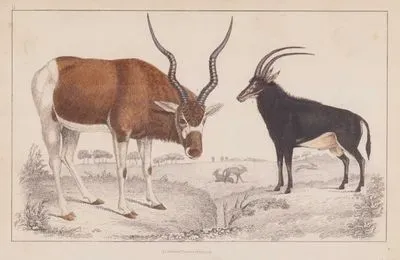 Addax (Beyaz) Antilop (Addax Nasomaculatus) ve Samur Antilobu (Hippotragus Niger)