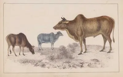 1.Hint Öküzü (Erkek) 2.Hint Öküzü (Dişi) 3.Yavru Hint Öküzü