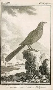 Magadaskar Kukalı (Centropus Toulou) (VII.Cilt, II.Plate, Sayfa 20)