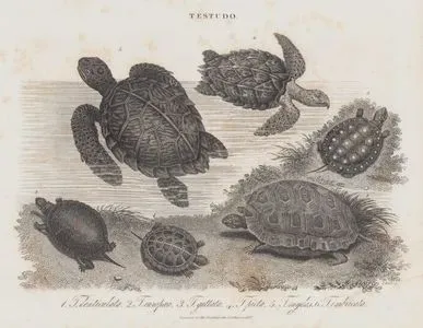 Testudo (Kaplumbağa)- 1. Sarı Ayaklı Kaplumbağa (Chelonoidis Denticulatus, Testudo Denticulata) 2.Benekli kaplumbağa (Emys Oorbicularis, Testudo Europoea) 3.Benekli Bataklık Kaplumbağası (Clemmys Guttata, Testudo Guttata) 4.Boyalı Kaplumbağa (Chrysemys Picta, Testudo Picta) 5.Yeşil Deniz Kaplumbağası (Chelonia Mydas, Testudo Mydas) 6.Şahin Gagalı Deniz Kaplumbağası (Atmaca Gagalı Deniz Kaplumbağası, Eretmochelys imbricata, Testudo Imbricata)