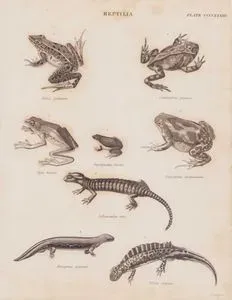 Reptilia (Sürüngenler) (Plate CCCCXXXIII)- 1.Benekli Kurbağa (Çayır Kurbağası, Lithobates Palustris, Rana Palustris) 2. Ceratrophris Granosa 3. Yeşil Ağaç Kurbağası (Hyla Bicolor) 4. İki Renkli Oval Kurbağa (Elachistocleis Bicolor, Oxyrhynchus Bicolor) 5. Mermer Balon Kurbağası (Uperodon Systoma, Engystoma Marmoratum) 6. Alp Semenderi (Salamandra Atra) 7. Şeritli Semender (Ommatotriton Vittatus, Triton Vittatus) 8. Kuzey Amerika Semenderi (Cryptobranchus Alleganiensis, Menopoma Gigantea)