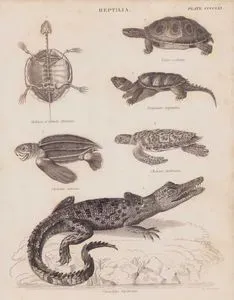 Reptilia (Sürüngenler) (Levha CCCCXXXIII) 1. Benekli Kaplumbağanın İskeleti (Emys orbicularis, Cistuda Europaea) 2. Burma (Bengal) Gözlü Kaplumbağa (Morenia Ocellata, Emys ocellata) 3. Yılansı Kapan Kaplumbağa (Chelydra Serpentina, Emysaura serpentina) 4. Şahin Gagalı Kaplumbağa (Atmaca Gagalı Deniz Kaplumbağası,Eretmochelys imbricata, Chelonia imbricata) 5. Deri Sırtlı Deniz Kaplumbağası (Dermochelys Coriacea, Chelonia Coriacea) 6. Tuzlu Su Timsahı (Crocodylus Porosus, Crocodilus Biporcatus)