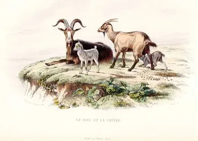 Keçi (Erkek Ve Dişi)