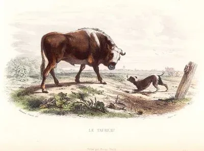 Boğa ve Köpek