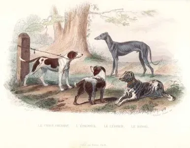 Tilki Tazısı (Av Tazısı), Spaniel, Greyhound Tazı, Danua
