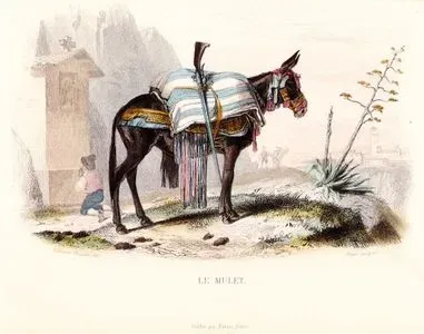Katır