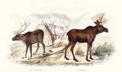 Ren Geyiği, Kanada Geyiği (Sığın Geyiği)