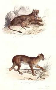 Dişi Aslan ve Yavruları-Puma