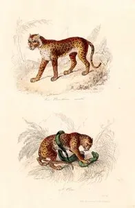 Panter