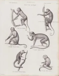 Memeliler, Cebus ve Hapale Cinsi, (Plate II)- Uluyan Maymun (Alouatta), Örümcek Maymun (Dört Parmaklı Maymun, Ateles), Takkeli Kapuçin (Boynuzlu Maymun, Sapajus apella), Sincap Maymunu (Saimiri Sciureus), Marmoset (Çizgili Maymun,Callithrix Jacchus), Altın Aslan Maymuncuğu (Leontopithecus Rosalia)