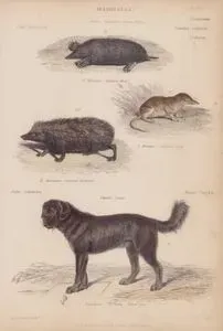 Memeliler, Erinaceus, Sorex, Talpa Cinsi, (Plate 6)- 20. Avrupa Kirpisi (Erinaceus Europaeus) 21. Sivri Fare (Sorex Araneus) 22. Avrupa Köstepeği (Europaea Talpa)- Canis Cinsi 23. Tibet Köpeği (Canis Familiaris)