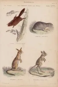 Memeliler, Sciuropterus, Arctomys, Dipus, Helamys Cinsi, Plate (14)- 43. Dev Uçan Sincap (Sciuropterus Sabrinus) 44. Alp Marmotu (Himalaya Marmotu, Arctomys Marmotta) 45. Jerboa (Arap Tavşanı, Dipus Aegyptius) 46. Cape Jerboa (Helamys Capensis)