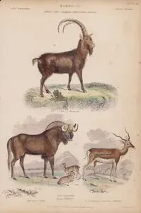 Memeliler, Capra, Catoblepas, Cephalolophus, Antilope Cinsi, Plate (19)- 62. Dağ Keçisi (Capra İbex) 63. Öküz Başlı Antilop (Gnu, Catoblepas Gnu) 64. Cüce Antilop (Cephalolophus Pygmaeus) 65. Kara Antilopu (Hint Antilopu, Antelope Cervicapra)