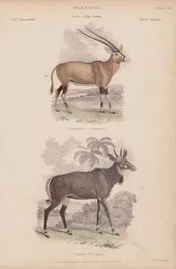 Memeliler, Oryx, Portax Cinsi, Plate (20)- 66. Arabistan Oriksi (Arap Oriksi, Oryx Leucoryx) 67.Hindistan Antilopu (Portax Picta)