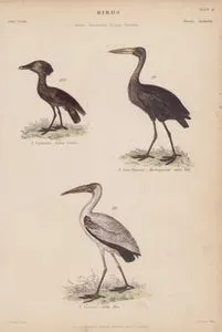Kuşlar, Anastomus, Scopus, Tantalus Cinsi, Plate (26)- 99. Afrika Açıkgagalı Leylek (Anastomus Lamelligerus) 100. Çekiçkafa (Scopus Umbretta) 101. Akça Leylek
