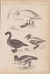 Kuşlar, Cygnus, Spatula, Hydrobates, Mergus Cinsi, Plate (30)- 112. Ötücü Kuğu (Cygnus Cygnus, Cygnus Ferus) 113. Kaşıkgaga Ördeği (Spatula Clypeata) 114. Misk Ördeği (Hydrobates Lobatus) 115. Büyük Tarakdiş Ördeği (Mergus Merganser)