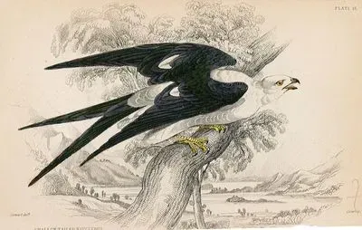 Kırlangıç Kuyruklu Çaylak
