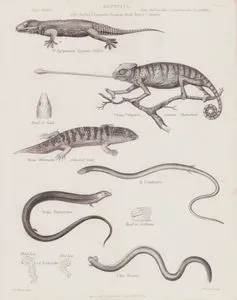 Reptilia (Sürüngenler), Stellio, Chamaelio, Scincus, Seps, Bipes, Chirotes Cinsi (Plate 4)- Egyptian Stellion- Bukalemun (Chamaeleo Chamaeleon)- Skink (Scincus Scincus)-  Pullu Ayak Bacaksız Kertenkele(Scaly-Foot, Pygopus Lepidopodus)- Kısa Bacaklı Seps (Tetradactylus Seps)- Chirotes Probus