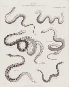 Reptilia (Sürüngenler), Pseudopus, Amphisbaena, Tortrix, Boa, Python, Acrochordus Cinsi (Plate 5)- Oluklu Kertenkele (Pseudopus Apodus), Kırmızı Solucan Kertenkele (Amphisbaena Alba), Boa Yılanı, Acrochordus Jaranensis, Python Poda, Mercan Silindir Yılanı (Tortrix Scytale)