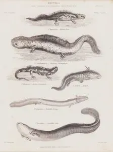 Reptilia (Sürüngenler), Salamandra, Triton, Salamandrops, Siredon, Proteus, Siren Cinsi Plate (8)- Mavi Benekli Semender (Triton Marmorata)- Dev Semender (Alleghany Salamander)- Sarı Benekli Semender- Axolotl- Mağara Semenderi (Proteus Anguinus)- Dev siren ( Siren Lacertina )