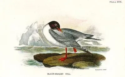 Karabaş Martı